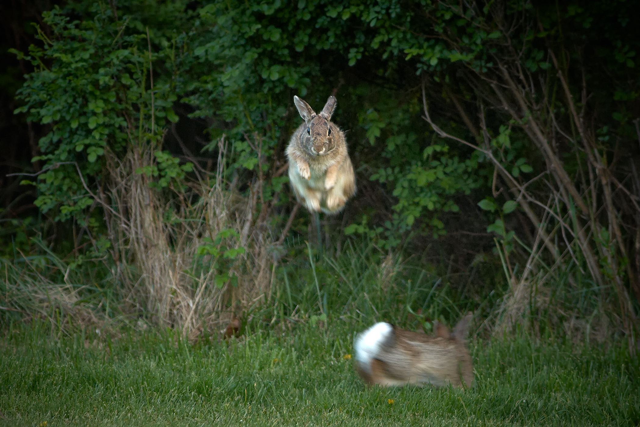 Jumping Rabbit (09-May-2007)