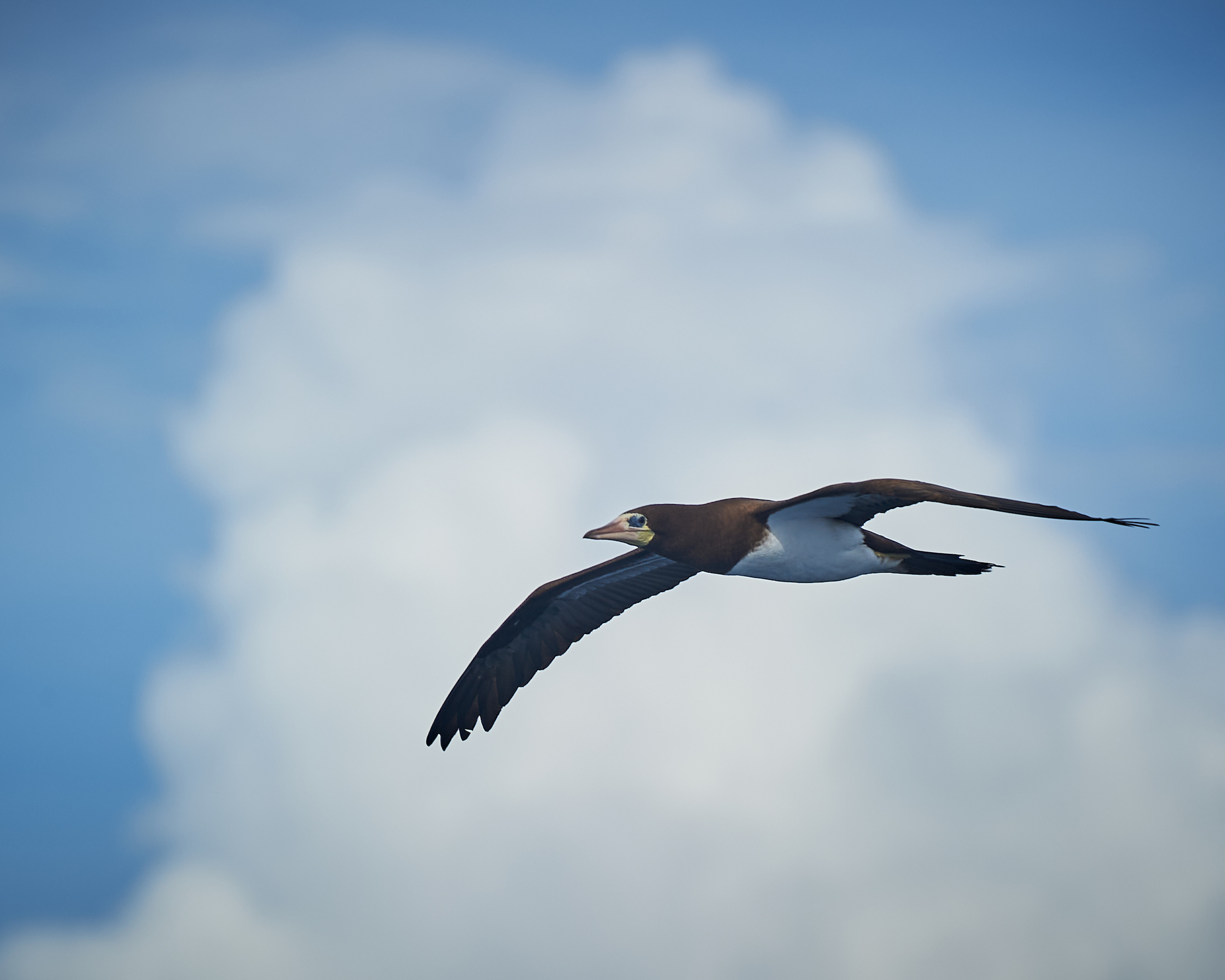 Brown Booby in Flight (07-May-2011)