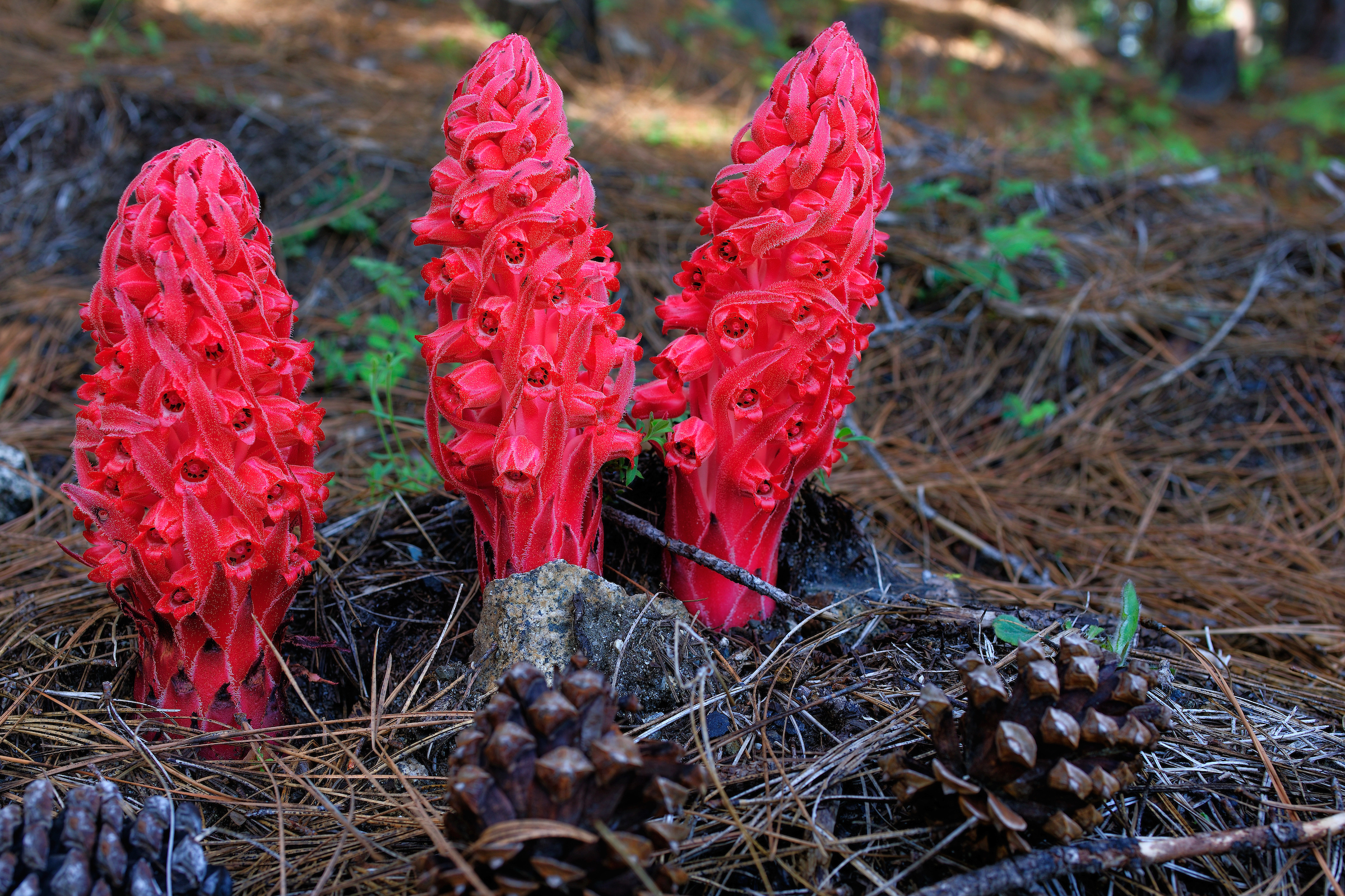 Snow Plant in Yosemite National Park (14-May-2009)