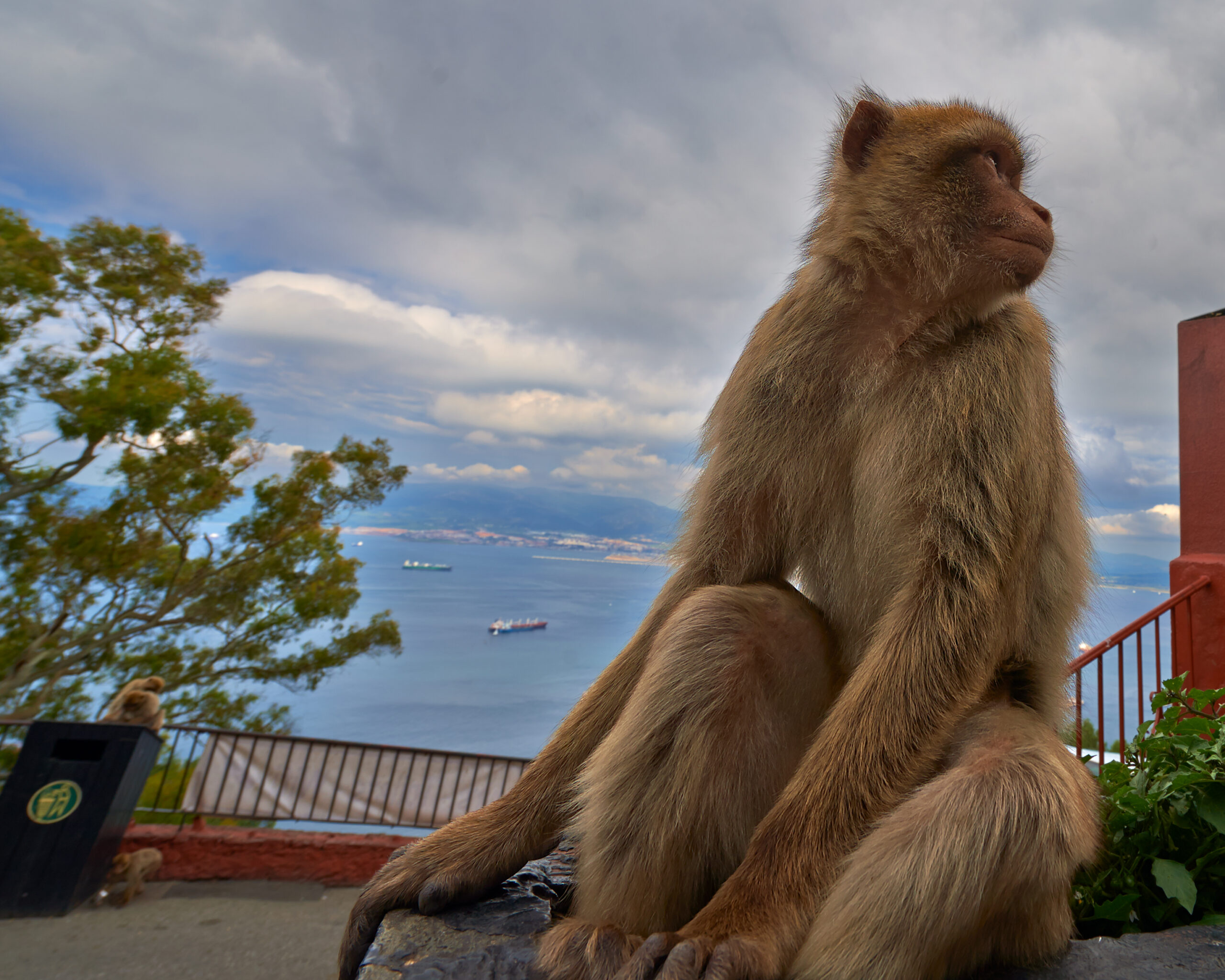 Gibraltar Monkey (03-May-2013)