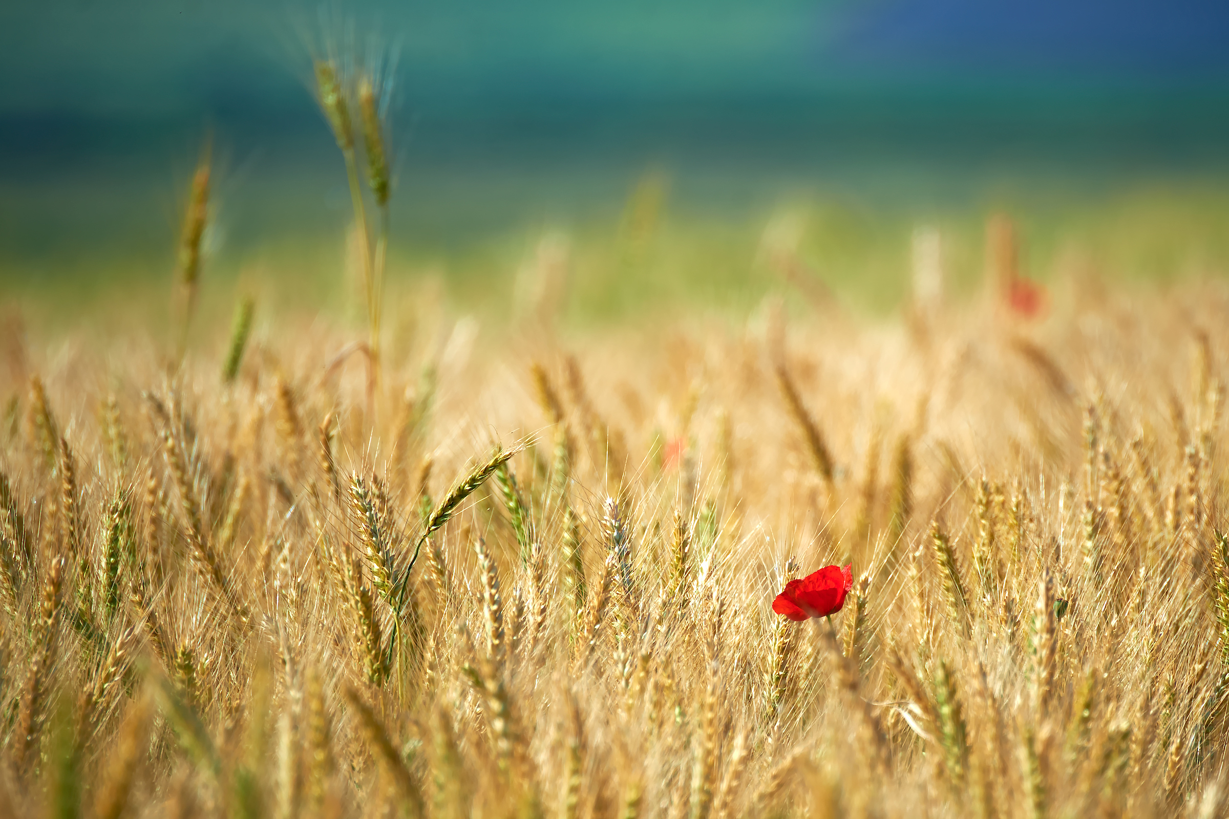 Red Poppy in a Wheat Field (04-May-2013)