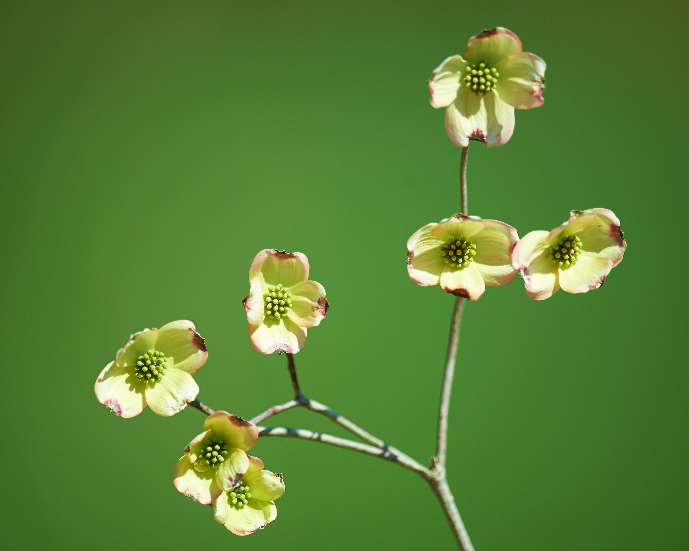 Dogwood Tree Flowers (01-May-2014)