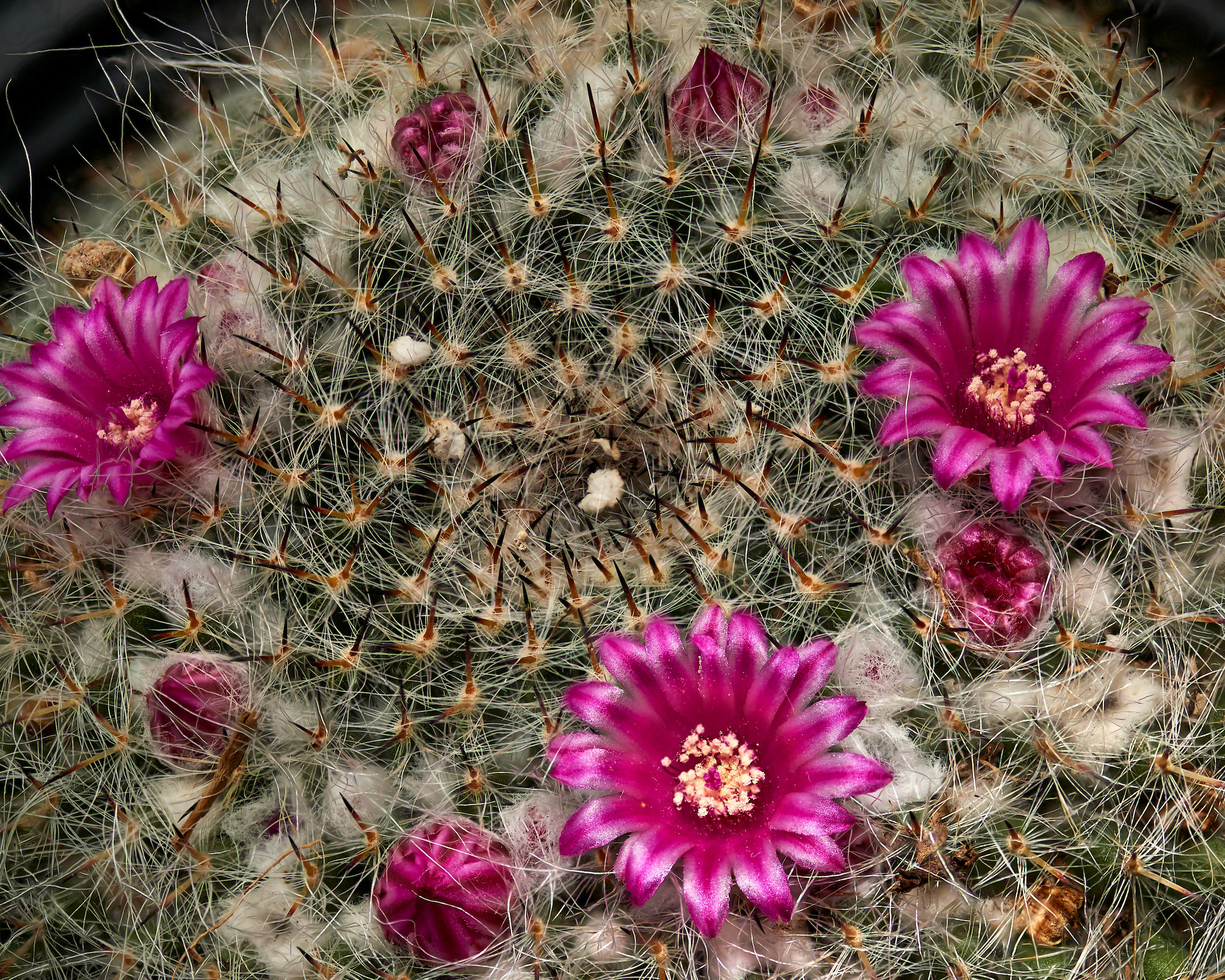 Barrel Cactus Flowers (13-May-2017)