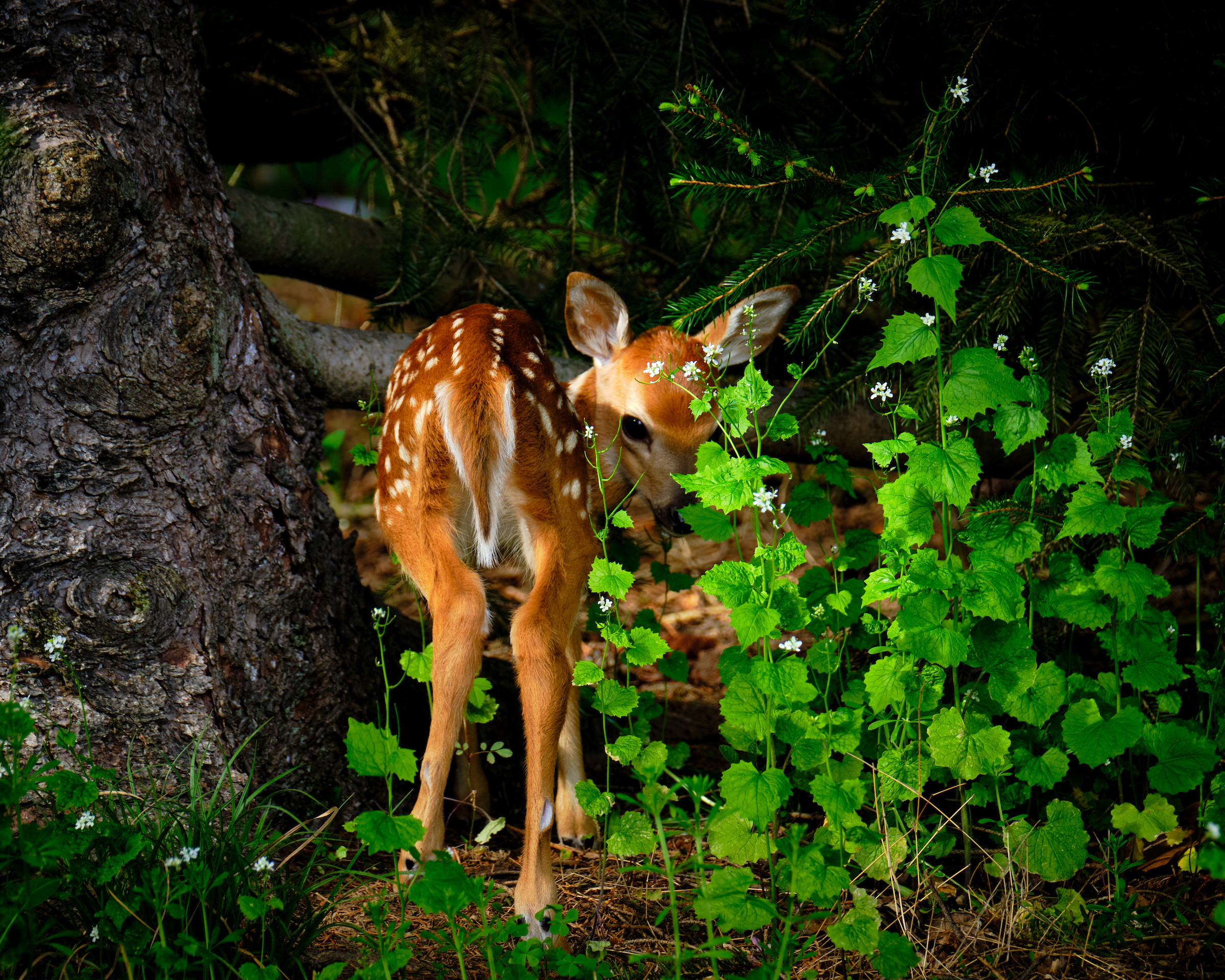 Shy Young Fawn with Spots Trying to Hide (05-May-2020)
