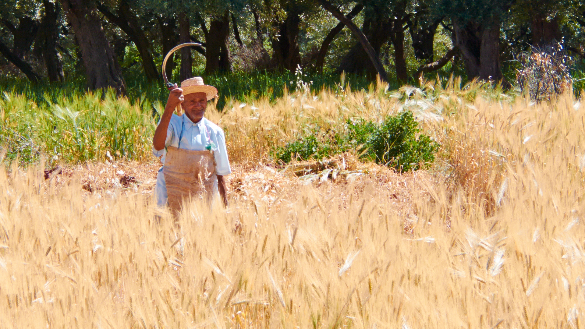 Berber Farmer Reaping Wheat in Morocco (06-May-2013)