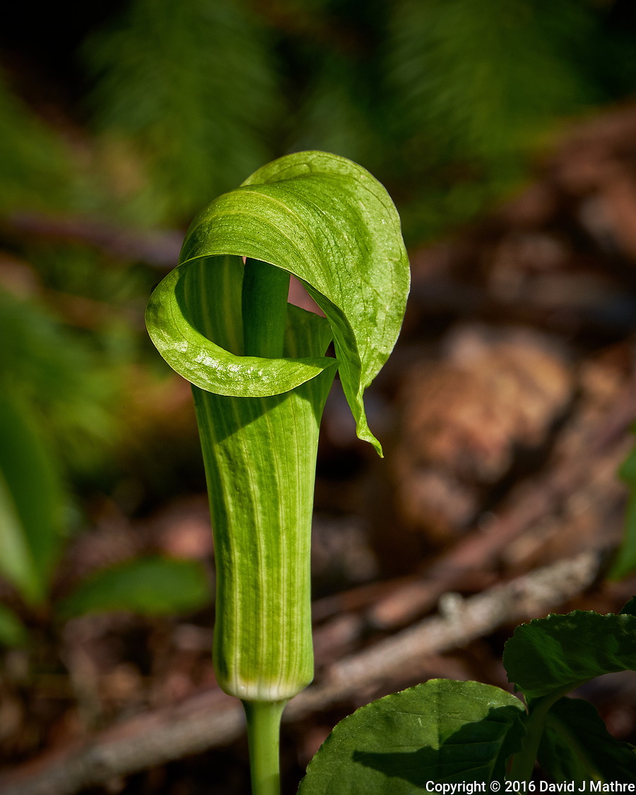Jack-in-the-Pulpit Flower (19-May-2016)