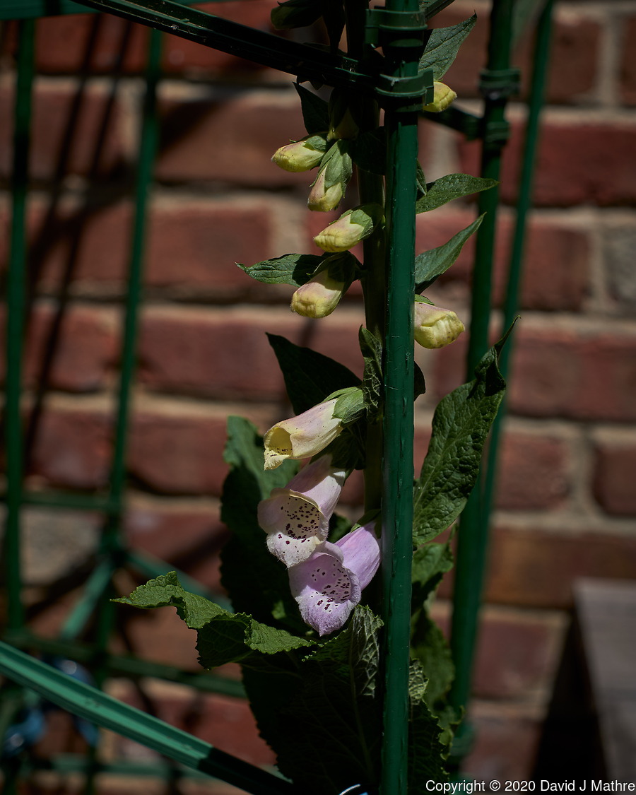Foxglove Flowers Appeared on My Patio (21-May-2020)