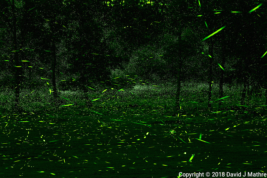 Firefly Trails (08-June-2018)