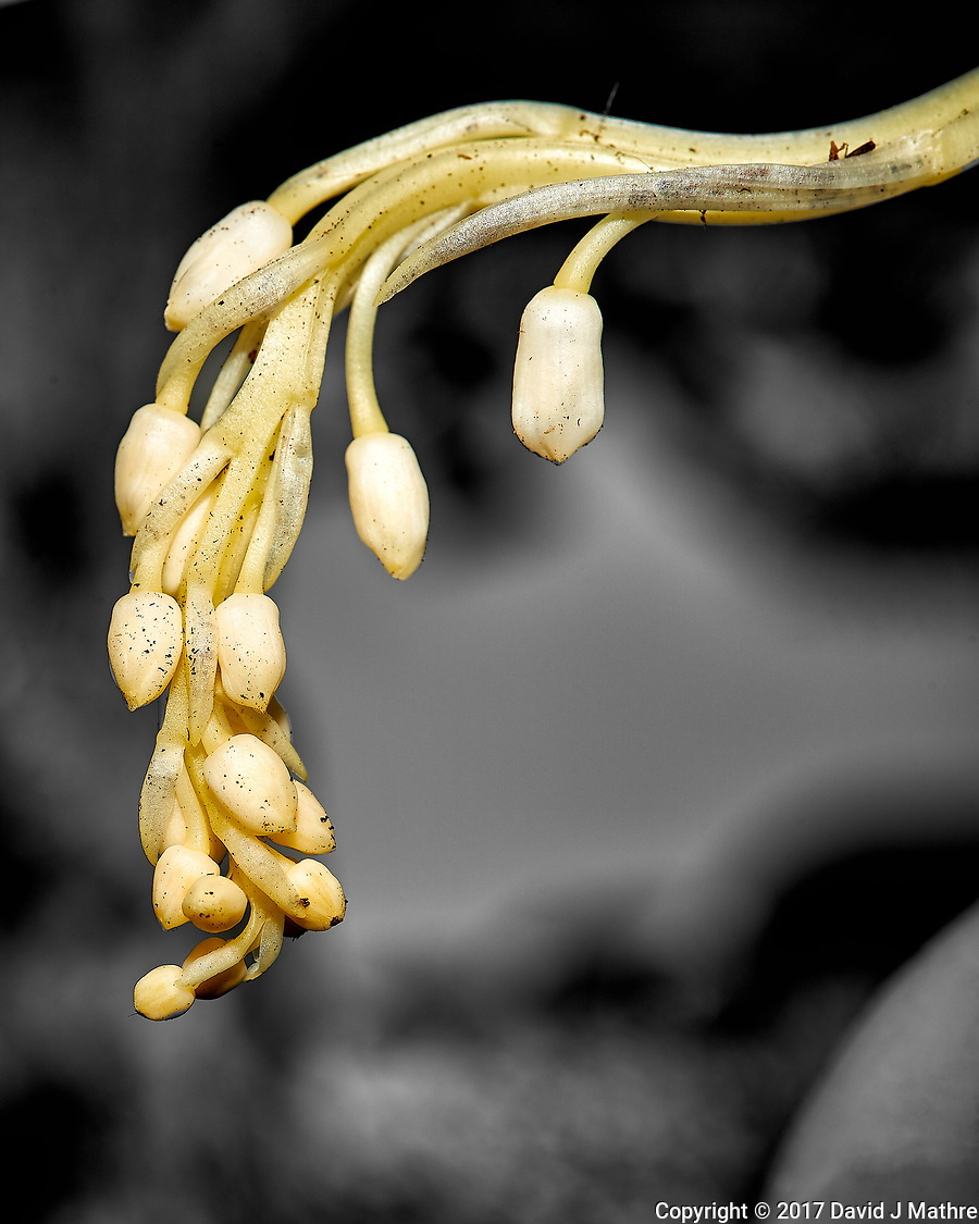 Lily of the Valley Flower Buds (24-May-2017)