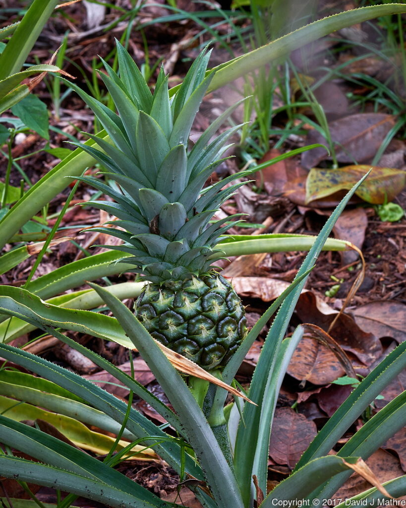 Pineapple. Backyard urban garden in St. Petersburg. Image taken with a Fuji X-T2 camera and 100-400 mm OIS lens (ISO 200, 138 mm, f/11 1/60 sec).