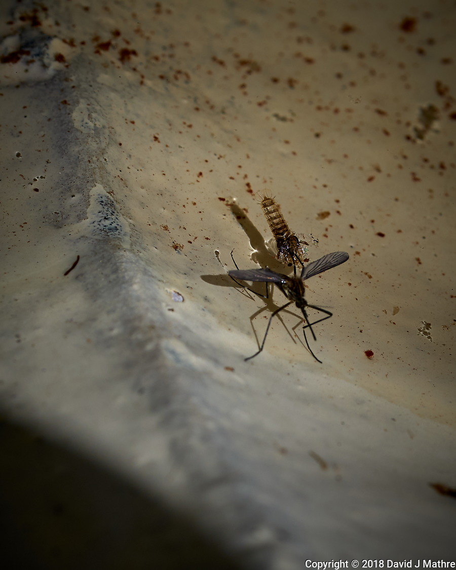Emerging Mosquito (14-June-2018)