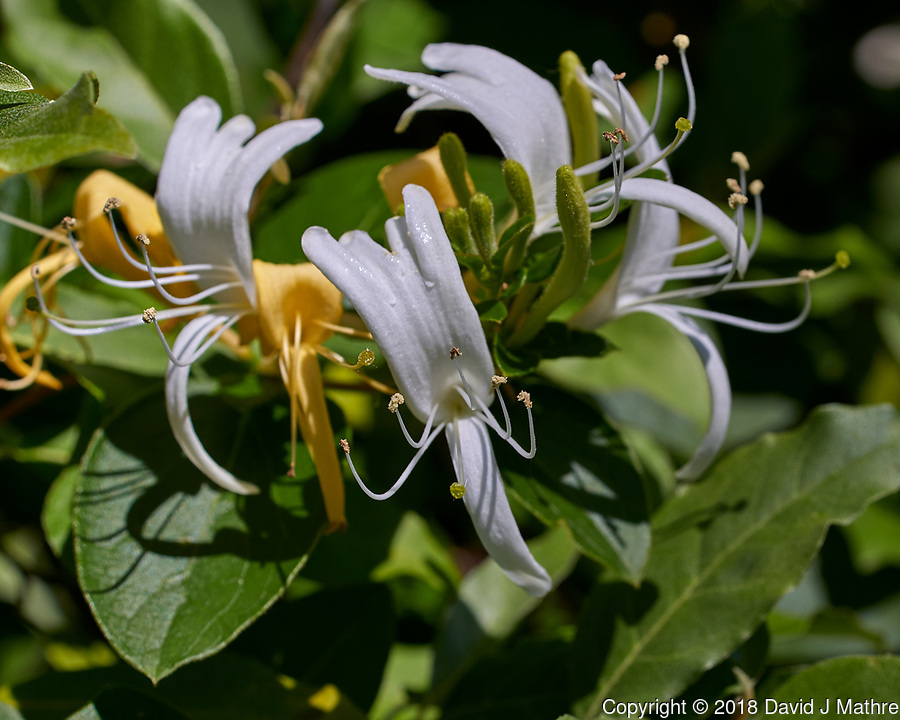 Honeysuckle Flowers. Image taken with a Leica TL2 camera and 60 mm f/2.8 macro lens.