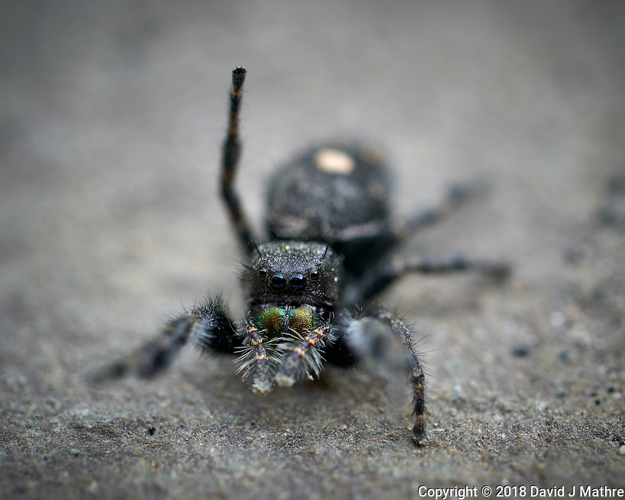 Hairy Spider at my Front Door. Image taken with a Leica TL2 camera and 60 mm f/2.8 macro lens (ISO 160, f/4, 1/160 sec).