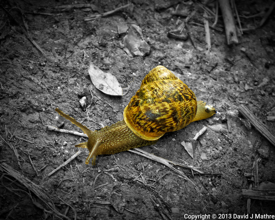 Snail on the Trail. Image taken with a Leica D-Lux-6 camera (ISO 100, 17.7 mm, f/2.3, 1/60 sec). 
