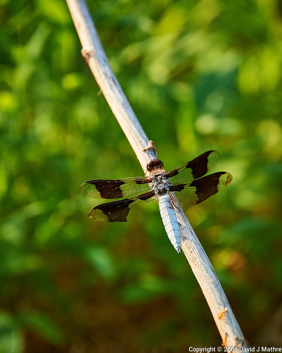 Whitetail Dragonfly on a Stick (20-June-2008)