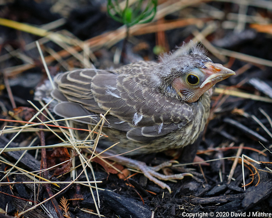First fledgling from Eastern Phoebe nest -- Brown-headed Cowbird or Eastern Phoebe??? Image taken with a Fuji X-H1 camera and 200 mm f/2 lens and 1.4x teleconverter.