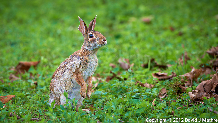 Harvey "Do I Smell Dinner?" Image taken with a Nikon D800 and 500 mm f/4 VR lens (ISO 500, 500 mm, f/4, 1/200 sec).