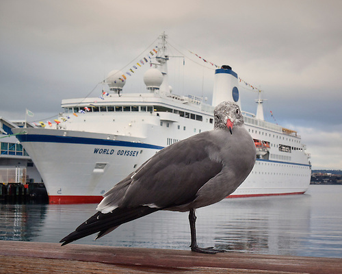 MV World Odyssey in San Diego (04-January-2016)