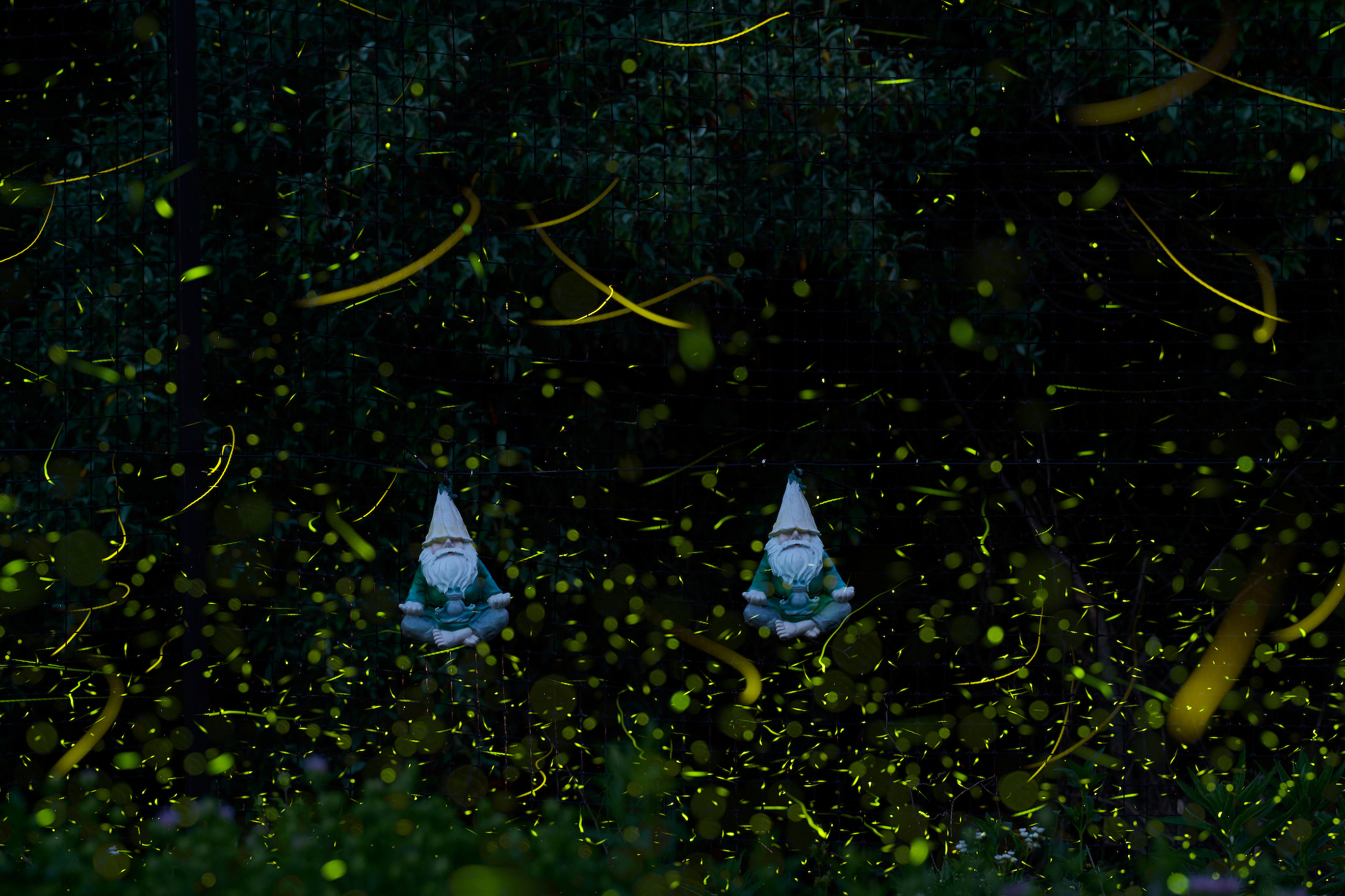 Pair of Backyard Garden Gnomes Meditating in a Cloud of Fireflies.