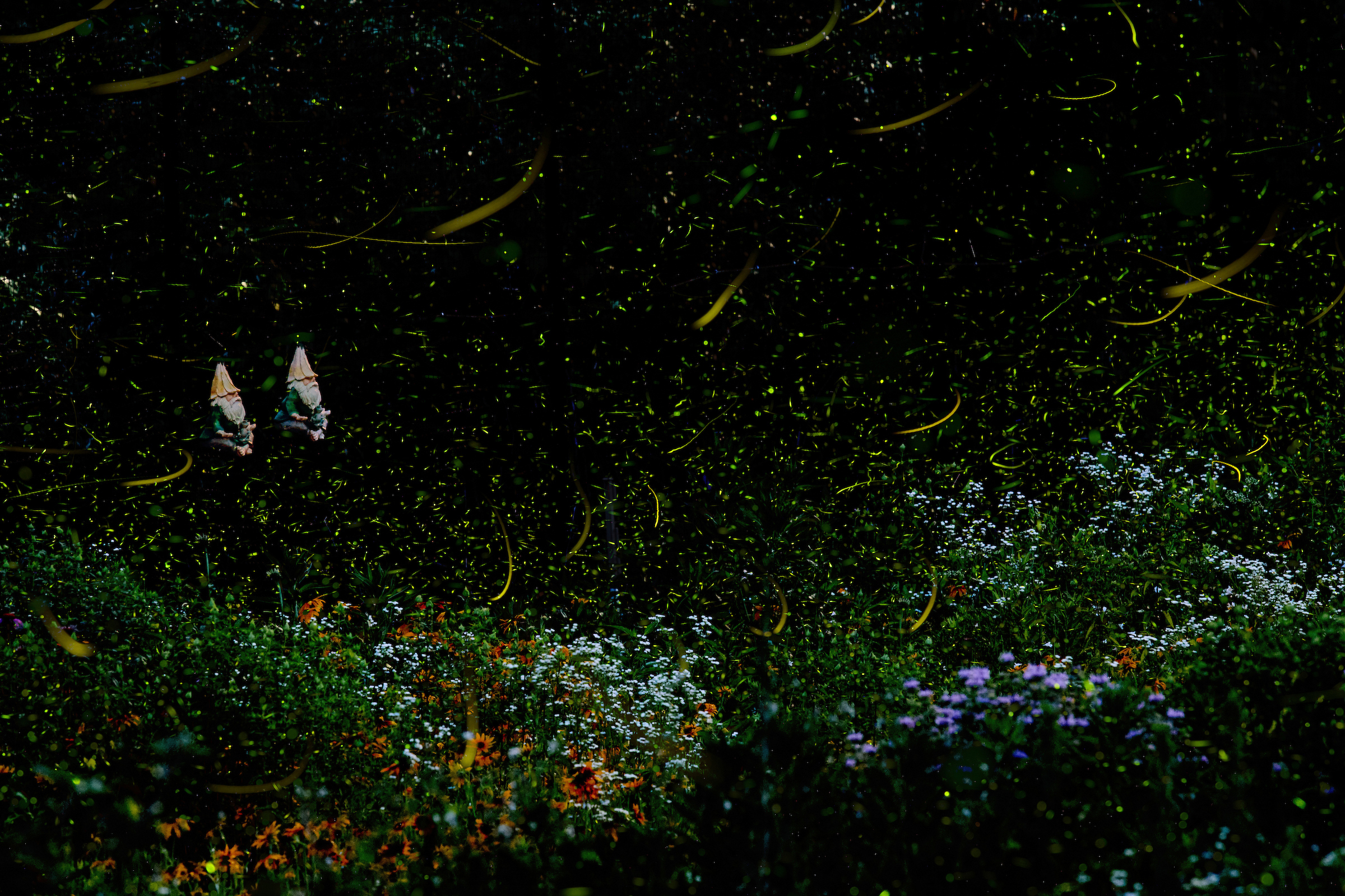 Pair of Backyard Garden Gnomes Meditating in a Cloud of Fireflies.